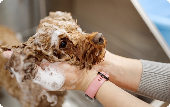 岡山のセルフシャンプー